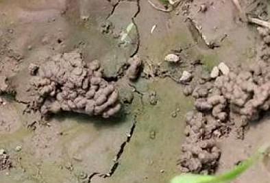 草龜糞便可以養(yǎng)花嗎