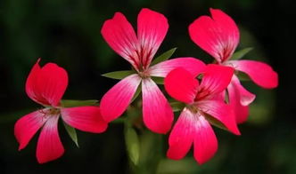 室內(nèi)養(yǎng)花致富