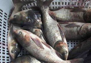 網(wǎng)箱養(yǎng)花鰱怎么養(yǎng)