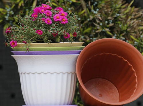 塑料盆室內(nèi)養(yǎng)花