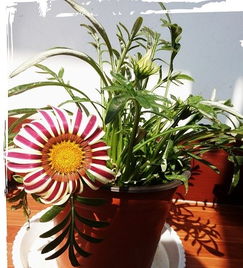 古人養(yǎng)花草文言文