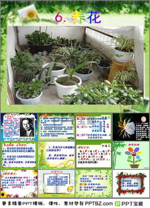 八級雙語班養(yǎng)花漢語課件