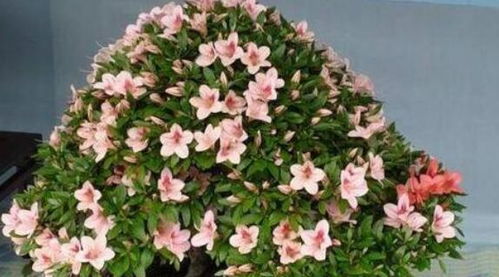 養(yǎng)花買土到什么地才去