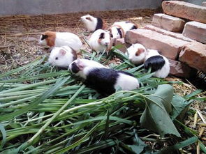 重慶農(nóng)村能養(yǎng)花毛豚嗎