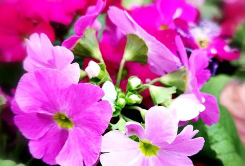 夢幻養(yǎng)花怎么養(yǎng)