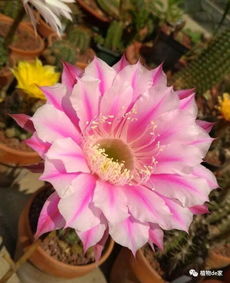 養(yǎng)花土里加碳可以嗎