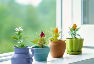 家庭養(yǎng)花技巧小說