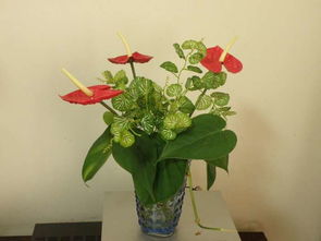 水里養(yǎng)花放醋好不好