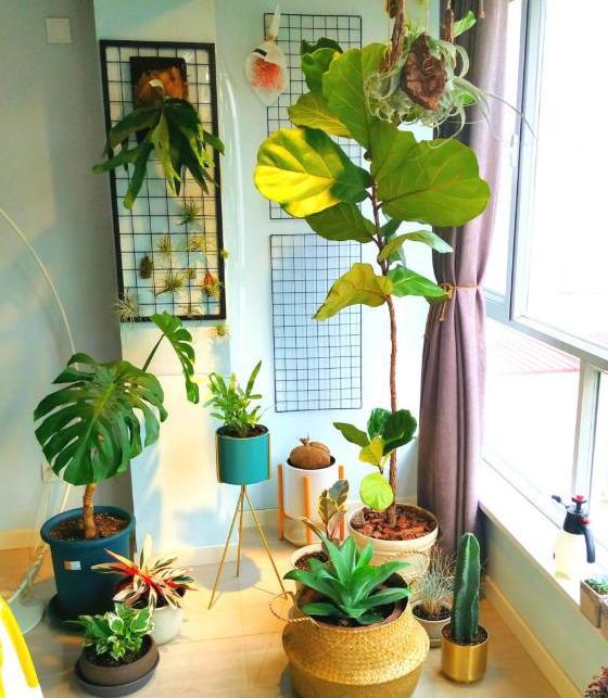 想養(yǎng)花新盆買回來下步怎么做