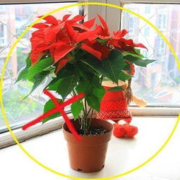 家里養(yǎng)花會(huì)不會(huì)皮膚癢