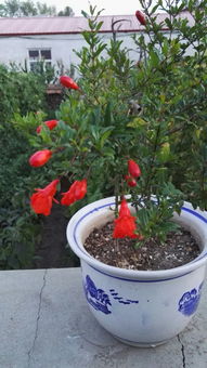 我的興趣養(yǎng)花450字