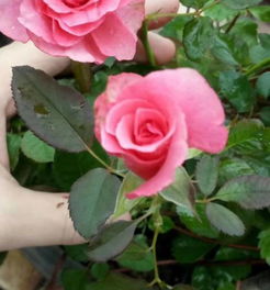 喜歡養(yǎng)花會(huì)生男孩女孩