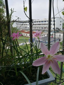 我的業(yè)余愛好養(yǎng)花作文