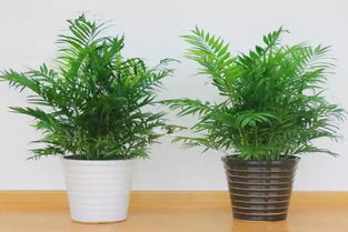 家庭養(yǎng)花品種大全夏威夷椰竹