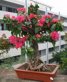 木頭箱子養(yǎng)花怎么處理