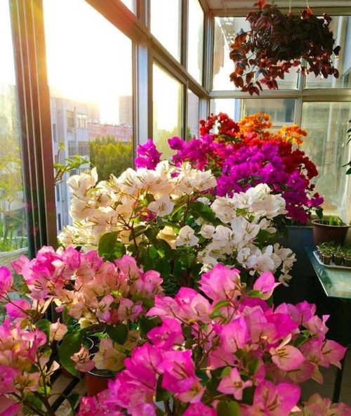 養(yǎng)花如何先養(yǎng)土