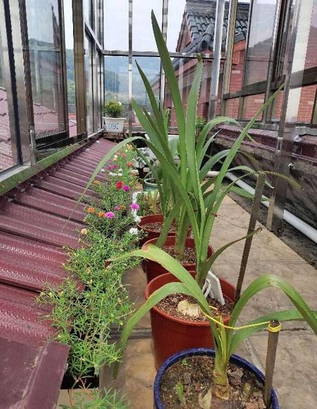 屋頂養(yǎng)花會造成房頂漏水嗎