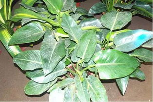 養(yǎng)花知識(shí)大全與技巧綠鉆