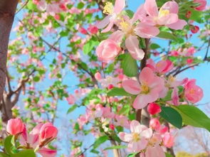 養(yǎng)花腦力勞動指什么