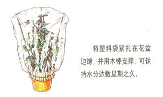 家庭養(yǎng)花電動自動澆水