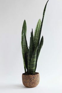 家常水養(yǎng)花卉