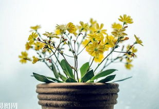 什么中藥養(yǎng)花好