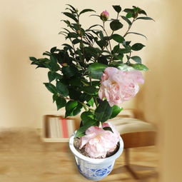 未央?yún)^(qū)直招養(yǎng)花的單位