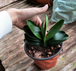 家里有小蒼蠅是養(yǎng)花的原因嗎