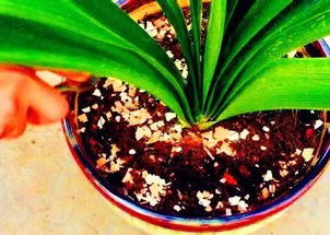 蛋殼拿來(lái)養(yǎng)花有什么好處