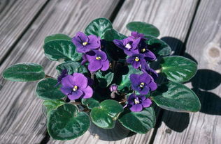 毛竹葉子養(yǎng)花