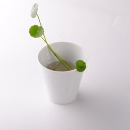 杯子能用來養(yǎng)花