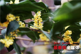 泰安樓德農(nóng)村養(yǎng)花匠