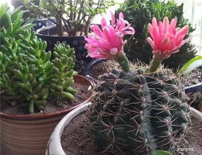 養(yǎng)花太多影響風(fēng)水嗎