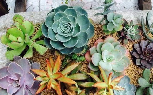 雞蛋壇子養(yǎng)花