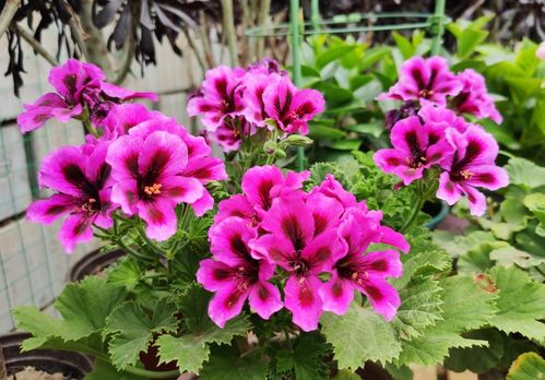 封閉陽臺養(yǎng)花蟲子多