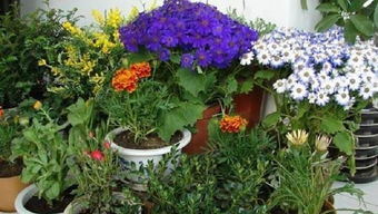 養(yǎng)花怎么講