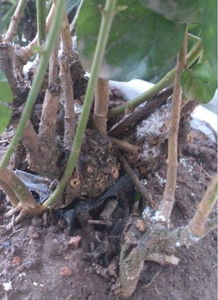 香煙灰別倒掉養(yǎng)花殺蟲真奇妙