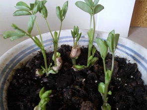 家養(yǎng)花生小飛蟲(chóng)怎么辦