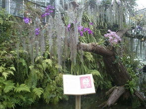 武漢中科院養(yǎng)花