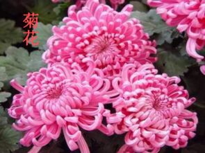 北師版小學語文六級養(yǎng)花教案設計