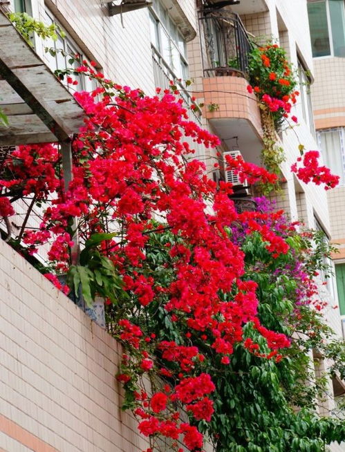 越來越多人開始養(yǎng)花