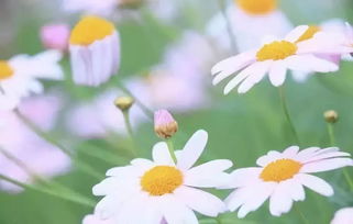 媒渣直接養(yǎng)花不處理行嗎