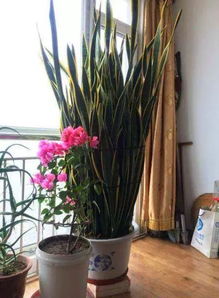 養(yǎng)花的營養(yǎng)與功效