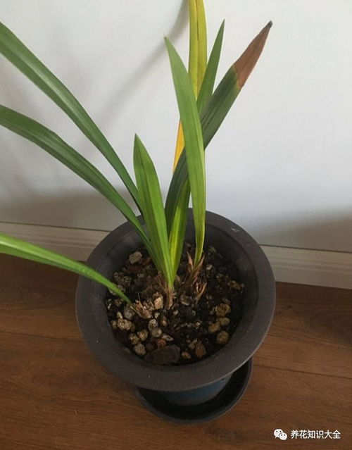 我第一次養(yǎng)花