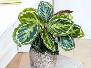 冬季冬陽臺如何養(yǎng)花