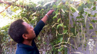 養(yǎng)花一樣養(yǎng)自已