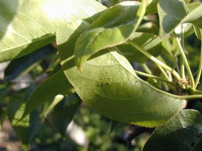 家養(yǎng)花紅蜘蛛如何殺