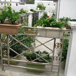 露臺養(yǎng)花欣賞