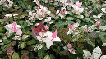 如何養(yǎng)花葉絡(luò)石