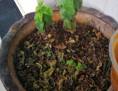 煤炭灰土可以養(yǎng)花嗎